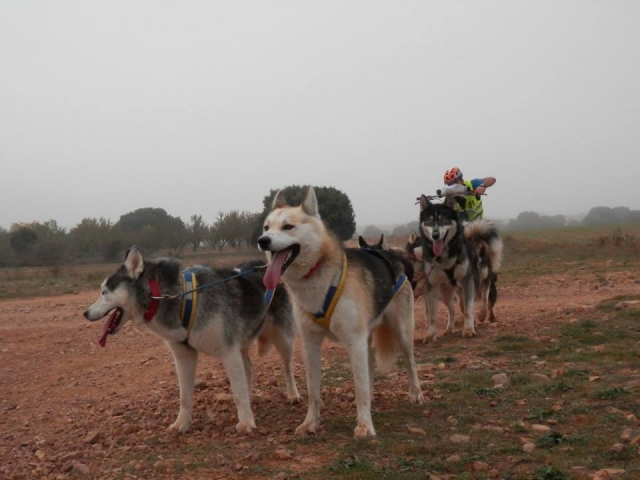 Club de Mushing Monegros